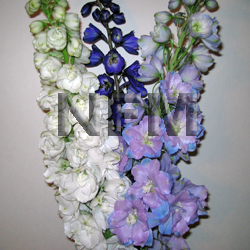 delphiniums assorted hybrid flower